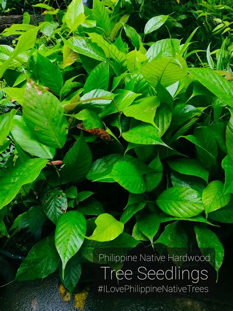 mayapis tree|Apitong and other Dipterocarps Philippines .